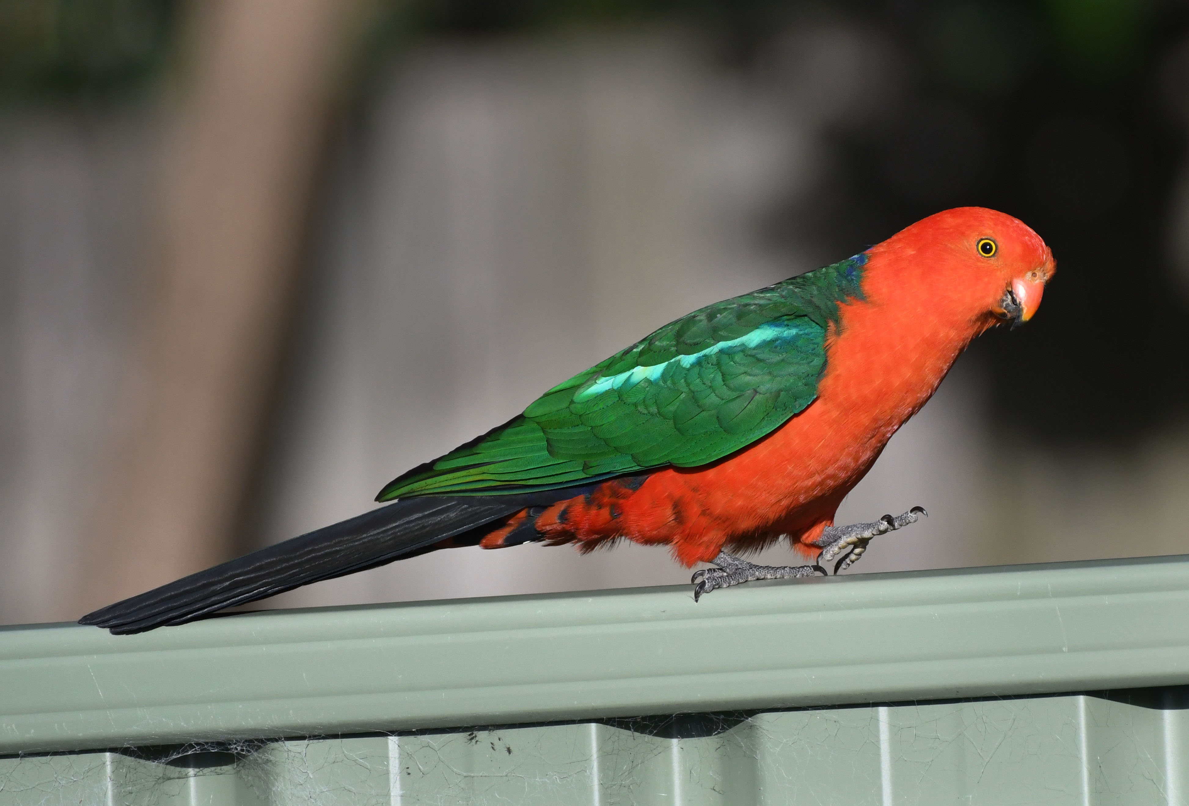 australian-king-parrot_faulconbridge-nsw-australia_lah_1425 – Aiken ...